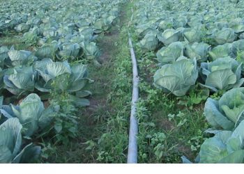 swaziland-irrigation-scheme1-760x400 swaziland-irrigation-scheme1-760x400
